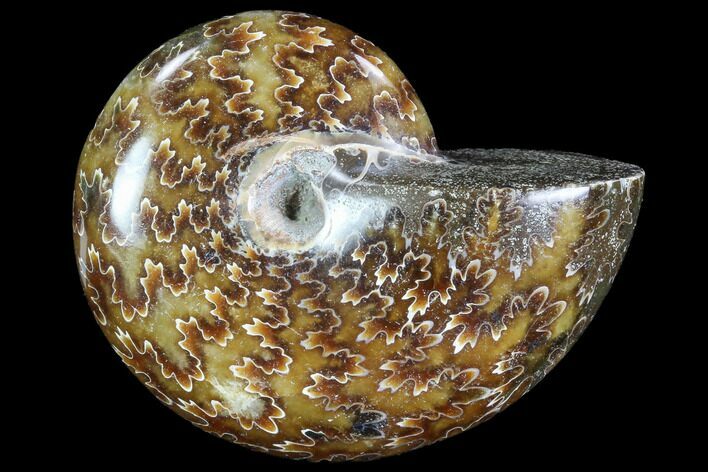 Polished, Agatized Ammonite- Madagascar #88092